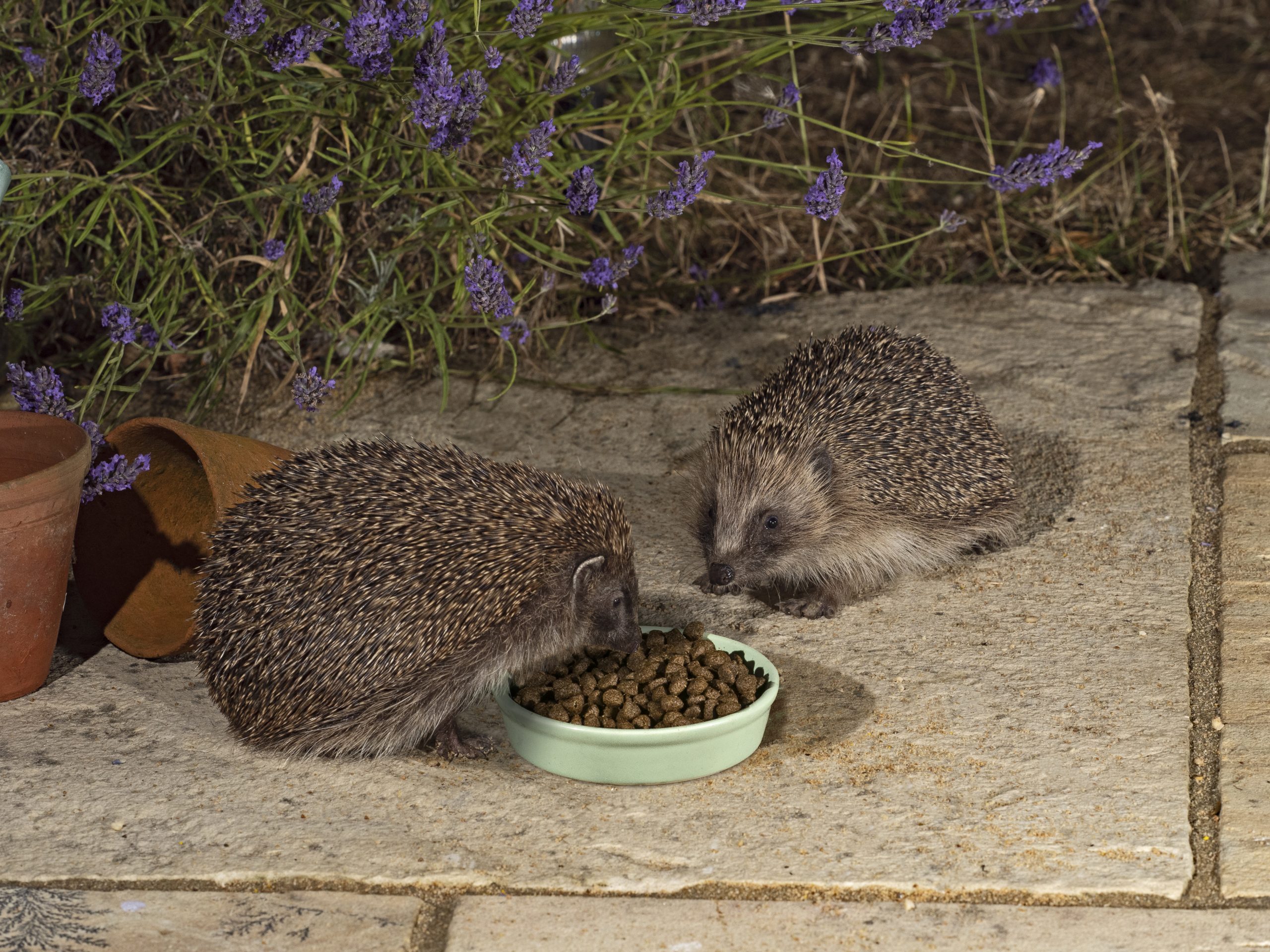 How hedgehogs mark the gold standard of eco-gardening