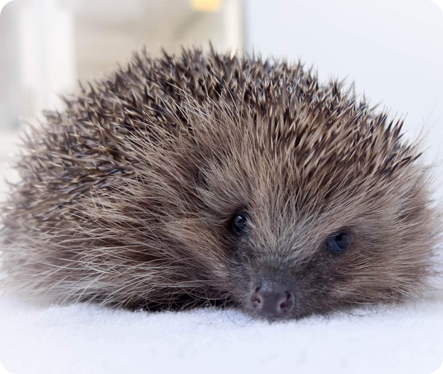 Experts urge public NOT to pick up hedgehogs as stress &#8216;is one of their biggest threats&#8217;