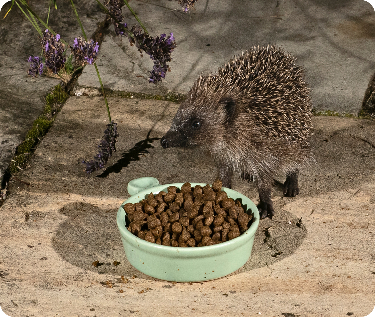 Experts explain why a better diet can save the British hedgehog