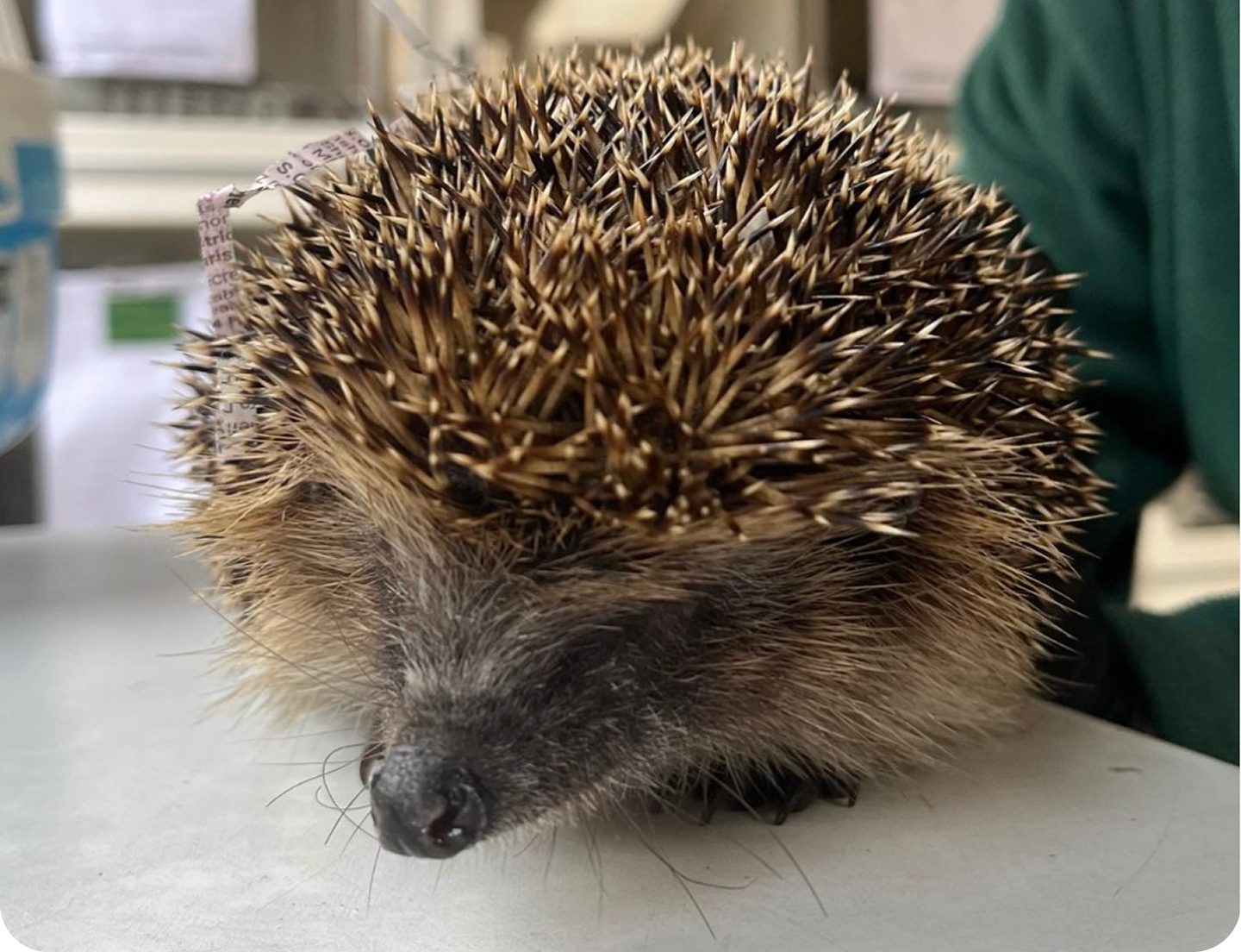Saving our hedgehogs can be as ‘easy as ABC’, experts say