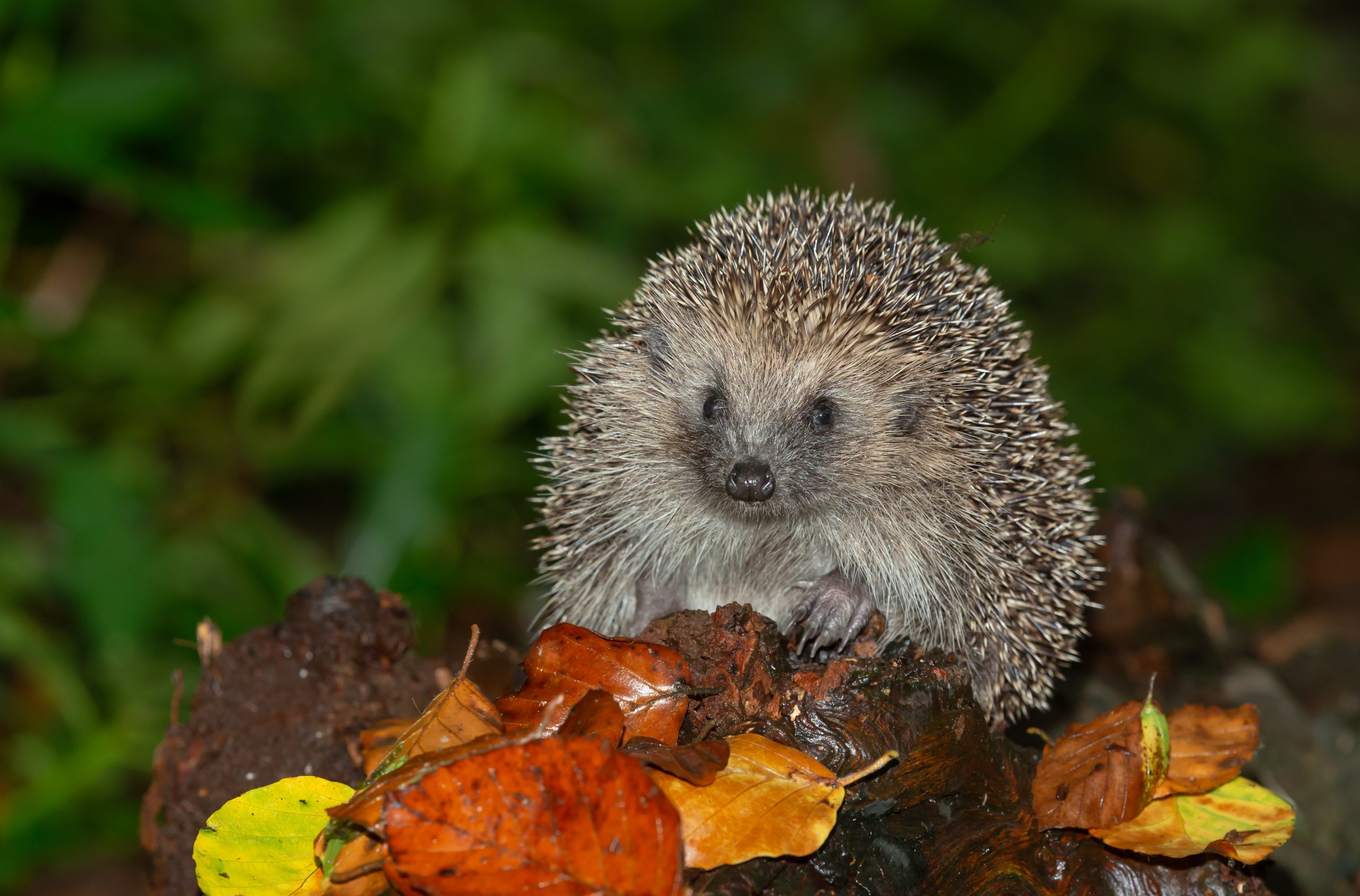 The 5 simple steps you can do NOW to help keep hedgehogs healthy