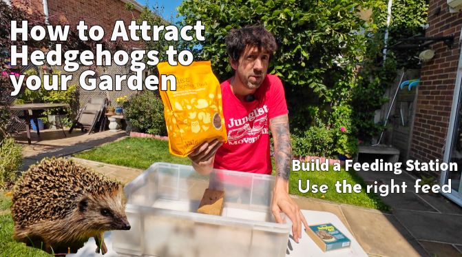 How to build the ultimate hedgehog feeding station – with Get Wild!