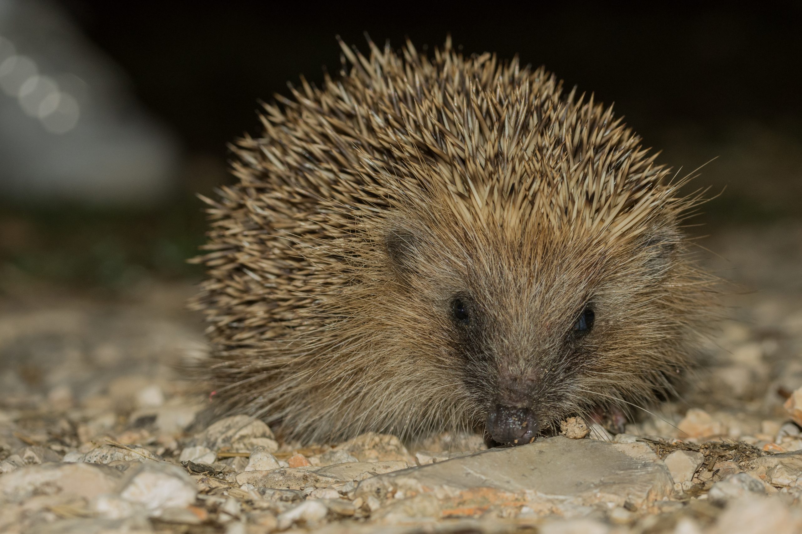 How should you feed hedgehogs? Your top questions answered! 