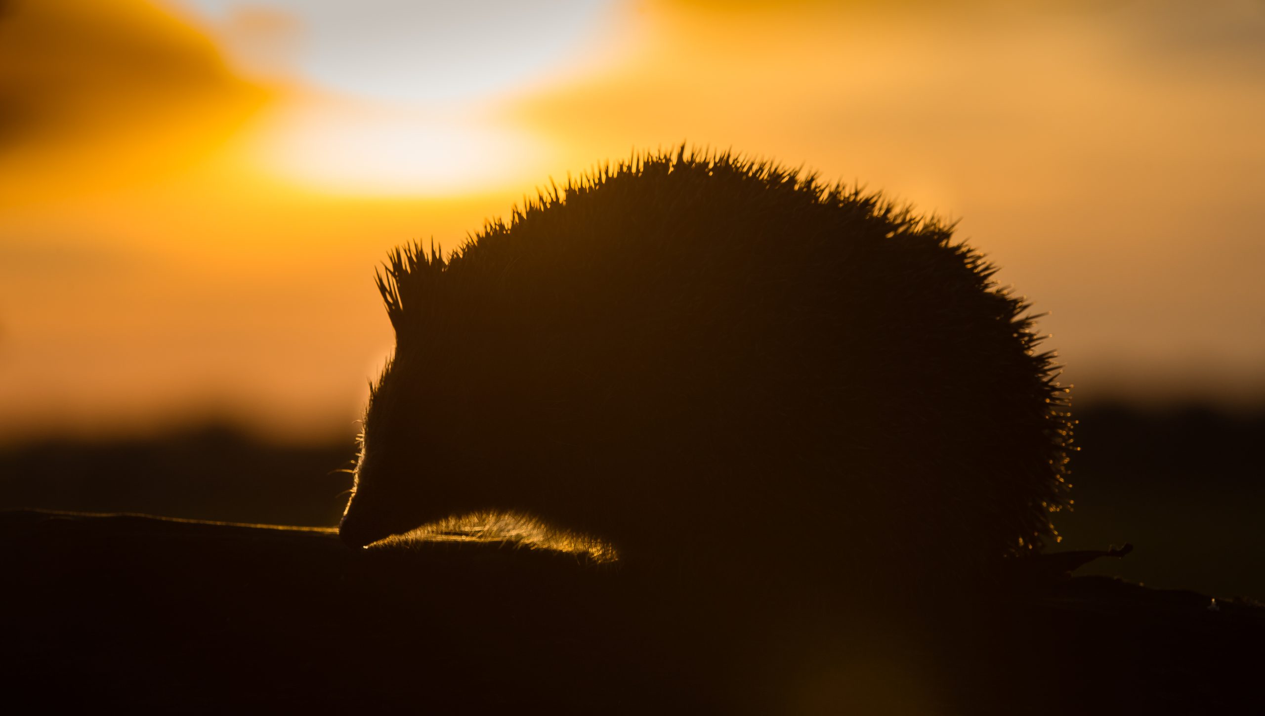 UK heatwave proves deadly for hedgehogs: Experts share urgent warning as beloved species struggles to survive in extreme weather