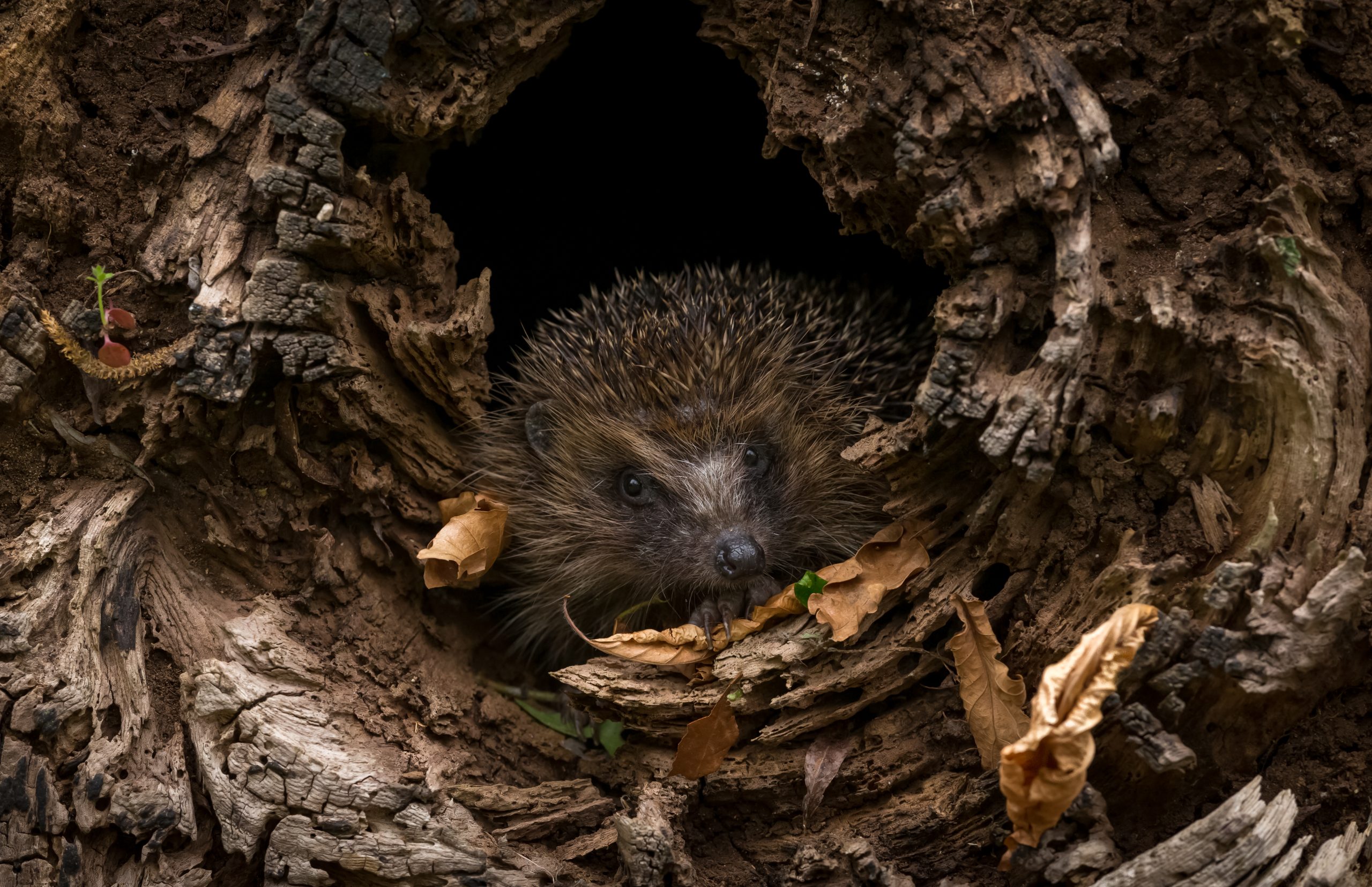 Support hedgehogs this winter – and save 5% on Vale’s Hedgehog Food